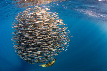 Californian Sea Lion hunting and feeding in a bait ball in Magdalena Bay, Baja california sur, Mexico. - 304800259