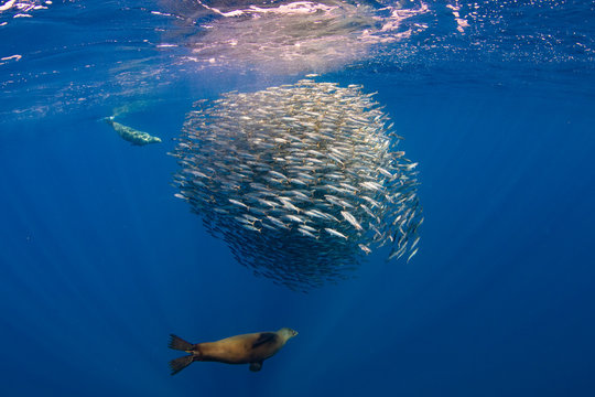 Californian Sea Lion hunting and feeding in a bait ball in Magdalena Bay, Baja california sur, Mexico.