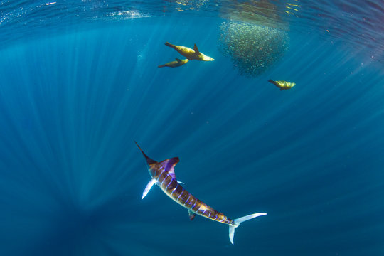 「マカジキ」の画像 - 468 件の Stock 写真、ベクターおよびビデオ | Adobe Stock