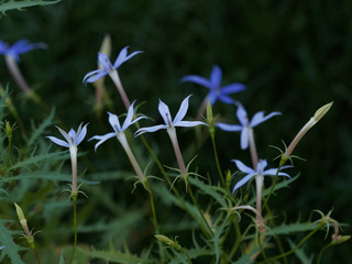 Isotoma axillaris | Rock isotome or Blue starcreeper with ascending stems and long tube with on blue or mauve star-shaped flowers