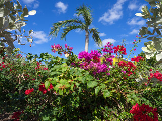 Fototapeta na wymiar Tropical Flowers under a Palm Tree