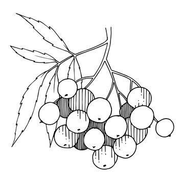 recommend clip art: Vector Sorbus branch with berry and leaves. Black and white engraved ink art. Isolated rowan illustration element.