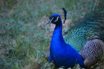 Un precioso pavo real contemplando el paisaje.