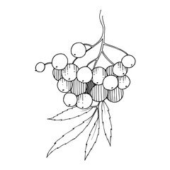 Vector Sorbus branch with berry and leaves. Black and white engraved ink art. Isolated rowan illustration element.