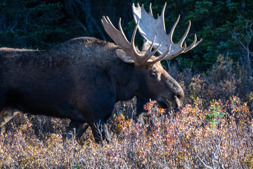 Head study of a very large bull moose