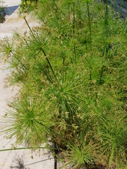 Zyperngrass