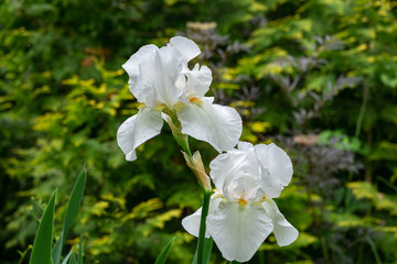 Beautiful white very large Iris germanica or Bearded Iris on the background of bright green landscaped garden. Selective focus.