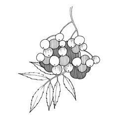 Vector Sorbus branch with berry and leaves. Black and white engraved ink art. Isolated rowan illustration element.