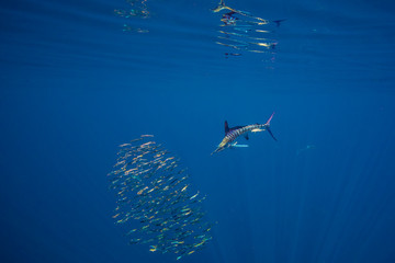 Marlins and sea lions hunting in group in Magdalena Bay, Baja California Sur, Mexico.