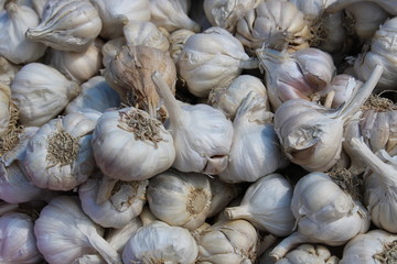 Allium sativum, Many garlic in the store with garlic background.