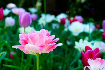 Fototapeta premium Tulips garden flowerbed