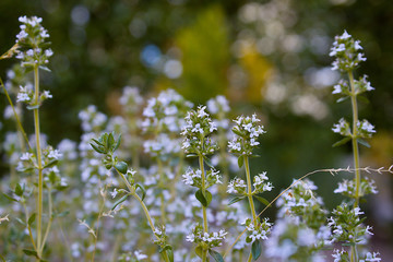 Thymianblüten im Sommer von Winterharten Thymian.