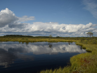 Island in the bog, golden marsh, lakes and nature environment, clear blue sky and white clouds