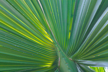 Fototapeta premium Palmblatt auf Insel Kreta einzeln fotografiert.
