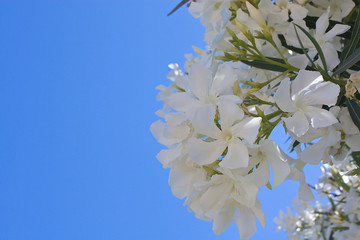 Weiße Oleander Blume auf Insel Kreta im Sommer.