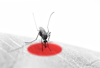 Close up of mosquito sucking blood/ black&white, red spot 