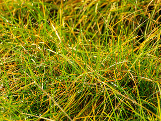Abstract rocks and sea grass background