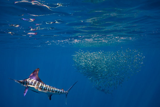 Marlins and sea lions hunting in group in Magdalena Bay, Baja California Sur, Mexico.