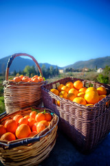 Oranges baskets