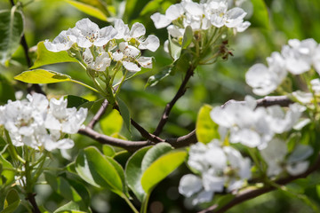 blooming apple tree in the garden