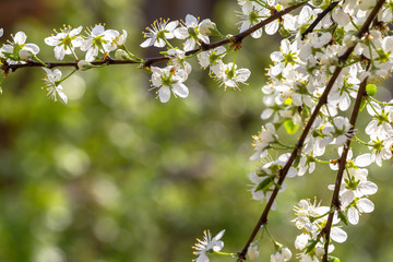 branch with plum flowers, beautiful backdrop for design