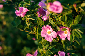 flowering rosehip in the wild is a real plant
