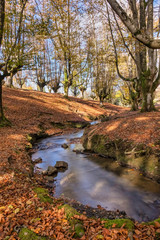 Fototapeta na wymiar Stream flowing between trees with green moss in autumn.