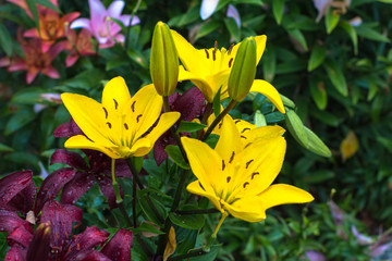 Fototapeta na wymiar yellow lilies in the garden