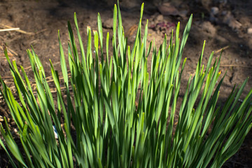 young sprouts of onion