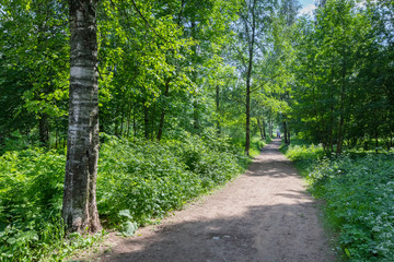 the road through the park is lit by the bright sun