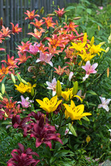 Purple and yellow lilies bloom in the garden