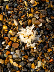 Abstract rocks and sea grass background