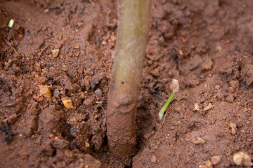 Close view of Stem of the Indian borage, Country borage (Botanical name - Plectranthus amboinicus) and a small sprout in a house garden