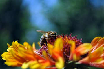 Zinnia bicolor flower blooming and bee pollen it, close up macro detail side view, green soft background bokeh