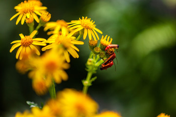 insects on flowers in the garden