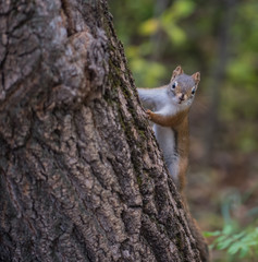 Red squirrels
