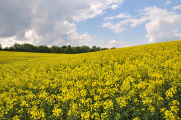 Obraz premium Landscape with rapeseed field.