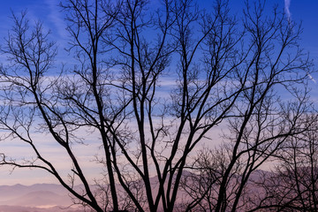 Tree Silhouette and Evening Sky