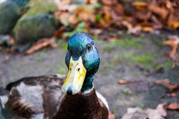 duck on the background of autumn foliage in the park, gullibly looks into the eyes, bright and colorful