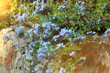 Plumbago Auriculata , commonly known as Plumbago Capensis. Tropical evergreen, flowering shrub.