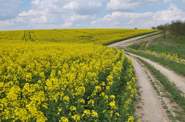 Landscape with rapeseed field.