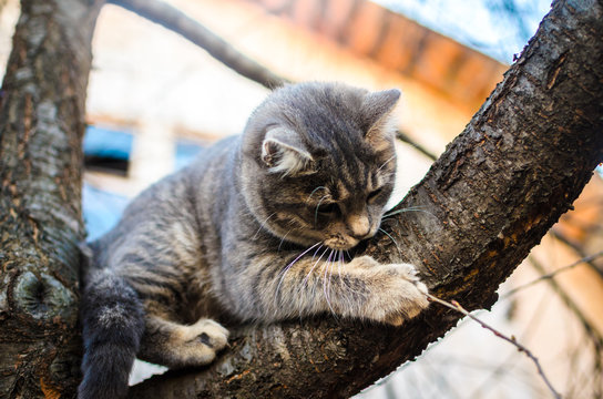 A kitten climbed a tree and clings to it, a bright valley photo 