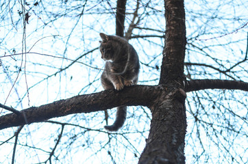 Lonely tabby kitten among dry tree branches, climbed far and trying to find a way further
