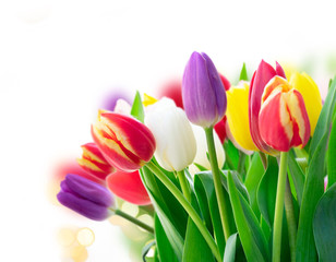 fresh tulips flowers