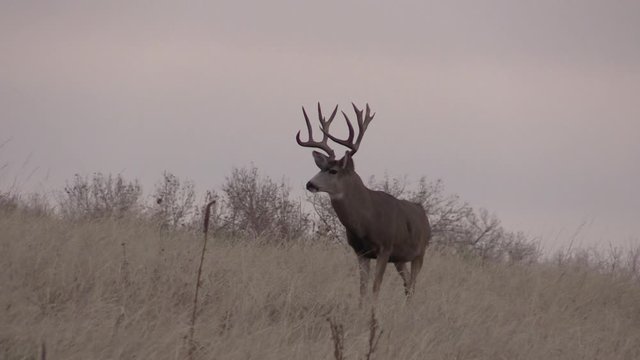 Mule Deer Buck in Colorado in Autumn