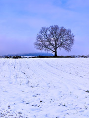 Bare tree silhouette on snow covered field. Vibrant colorful winter landscape.