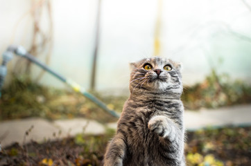 Little and cute gray tabby kitten is funny played and writhes, photos for memes