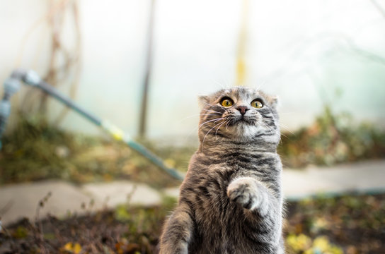 Little and cute gray tabby kitten is funny played and writhes, photos for memes