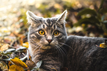 Very surprised gray tabby kitten in the backyard looks funny, photo for memes, ears turned back
