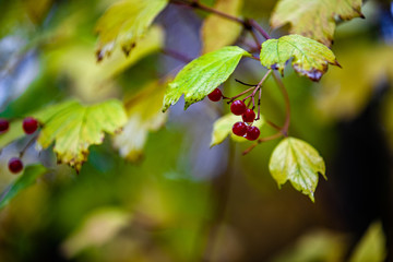 branch with red berries and leaves